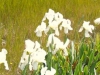 lilien
